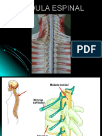 Medula espinal: estructura y funciones clave