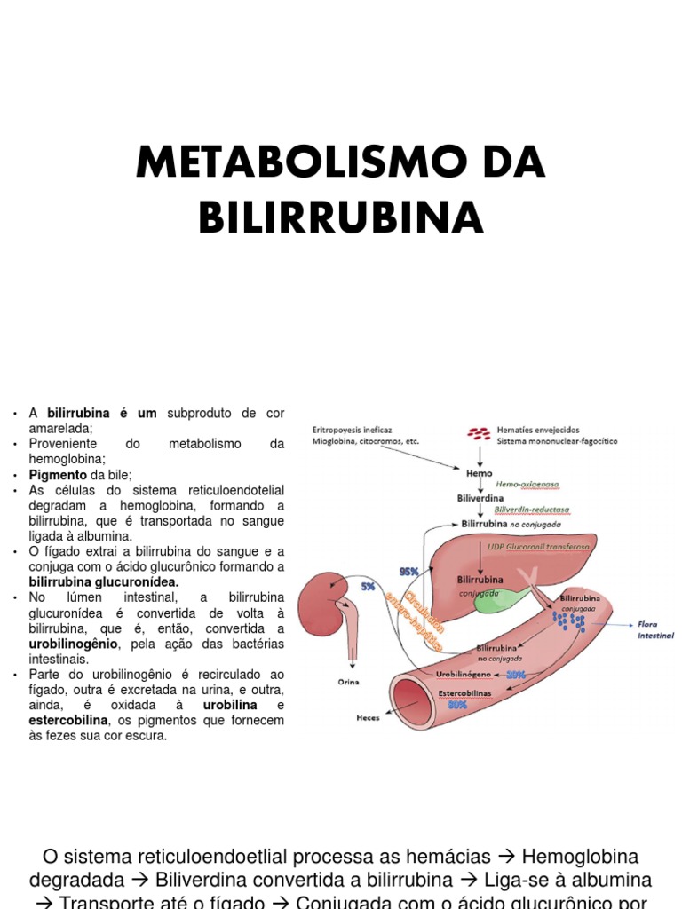 Metabolismo da Bilirrubina e Icterícia | PDF | Bile | Sistema exócrino