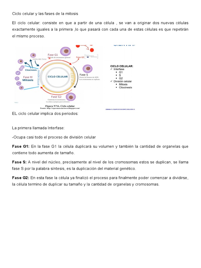 Fases del Ciclo Celular y Mitosis | PDF | Mitosis | Biología Celular