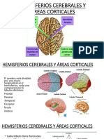 Hemisferios y áreas cerebrales (1)