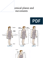 Anatomical Planes and Movements