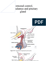 Hormonal Control Hypothalamus and Pituitary