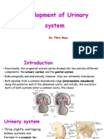 Development of Urinary System