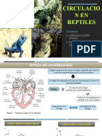 Circulacion en Reptiles