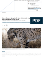 Muere Aura, El Ejemplar de Lince Ibérico Más Longevo Del Programa de Conservación