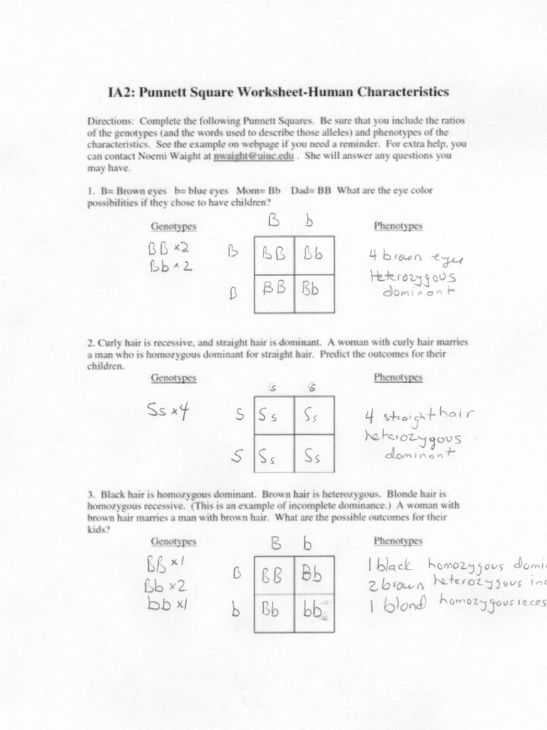 Punnet Square Answ | PDF