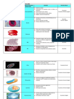 Organelos y Estructuras Celulares. 