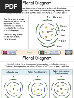 flower diagram