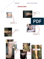 Sistema Óseo y Sistema Muscular
