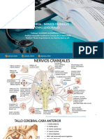 Nervios Craneales Sistemas Sensoriales Psico