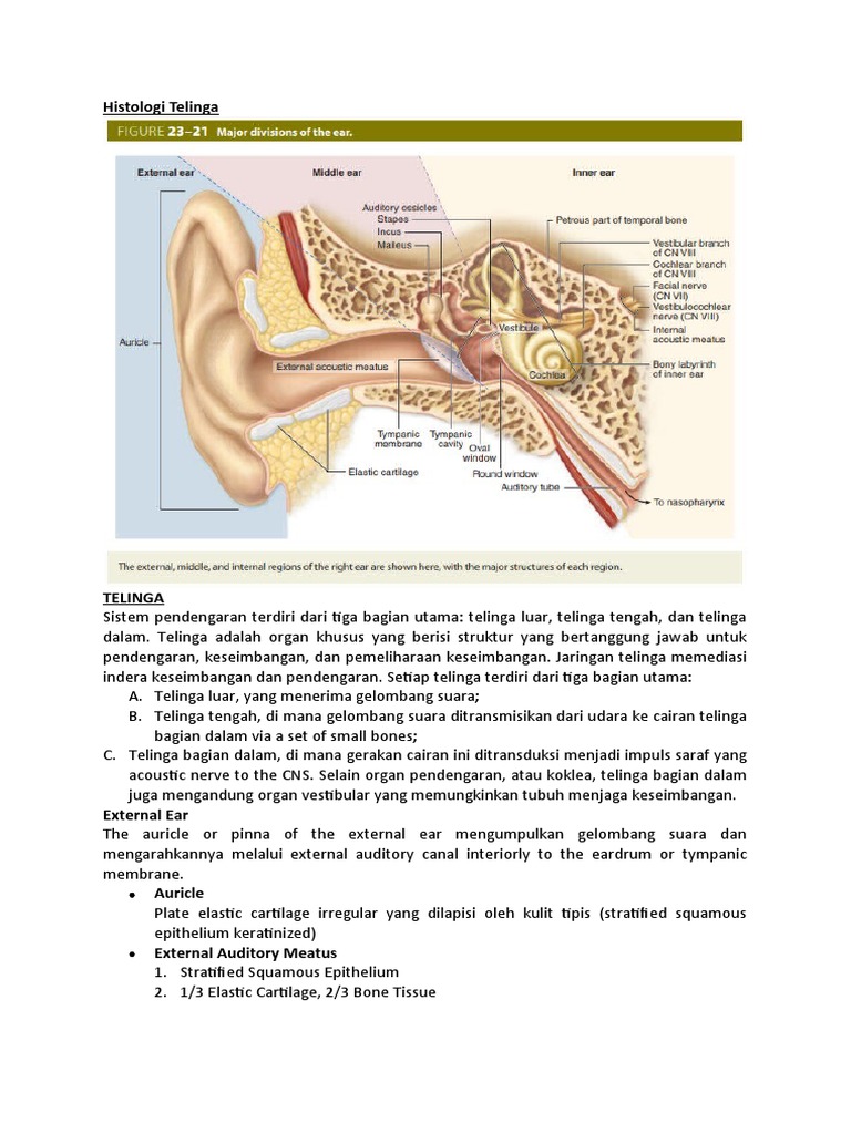 Histologi Telinga OHS | PDF