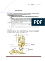 Manual de Anatomia Human Ax D
