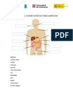 E.3 Bloque.3. ACTIVIDAD SISTEMA DIGESTIVO