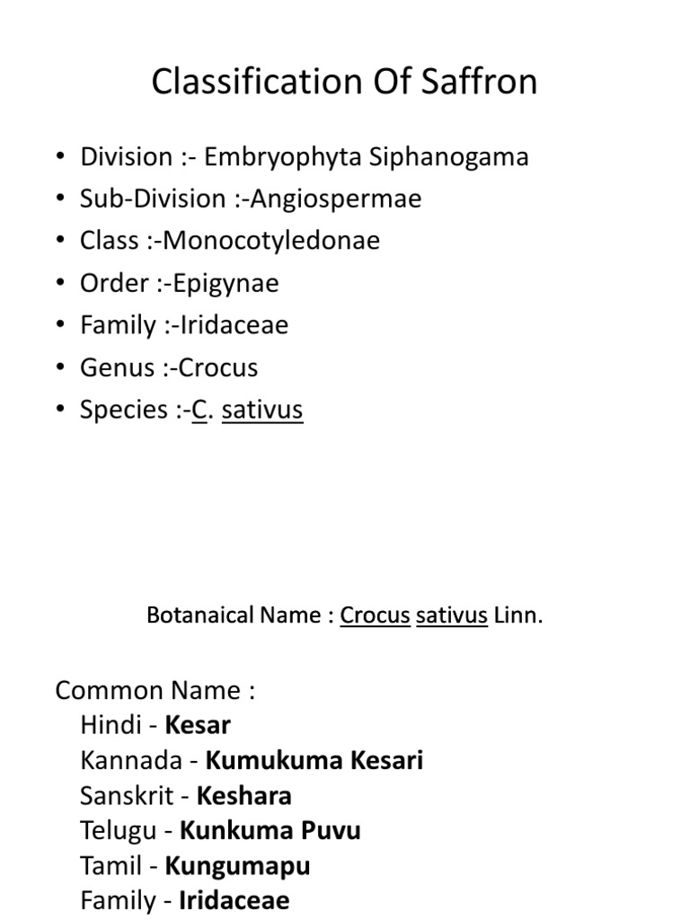 Saffron: Classification and Names | PDF | Flowers | Petal