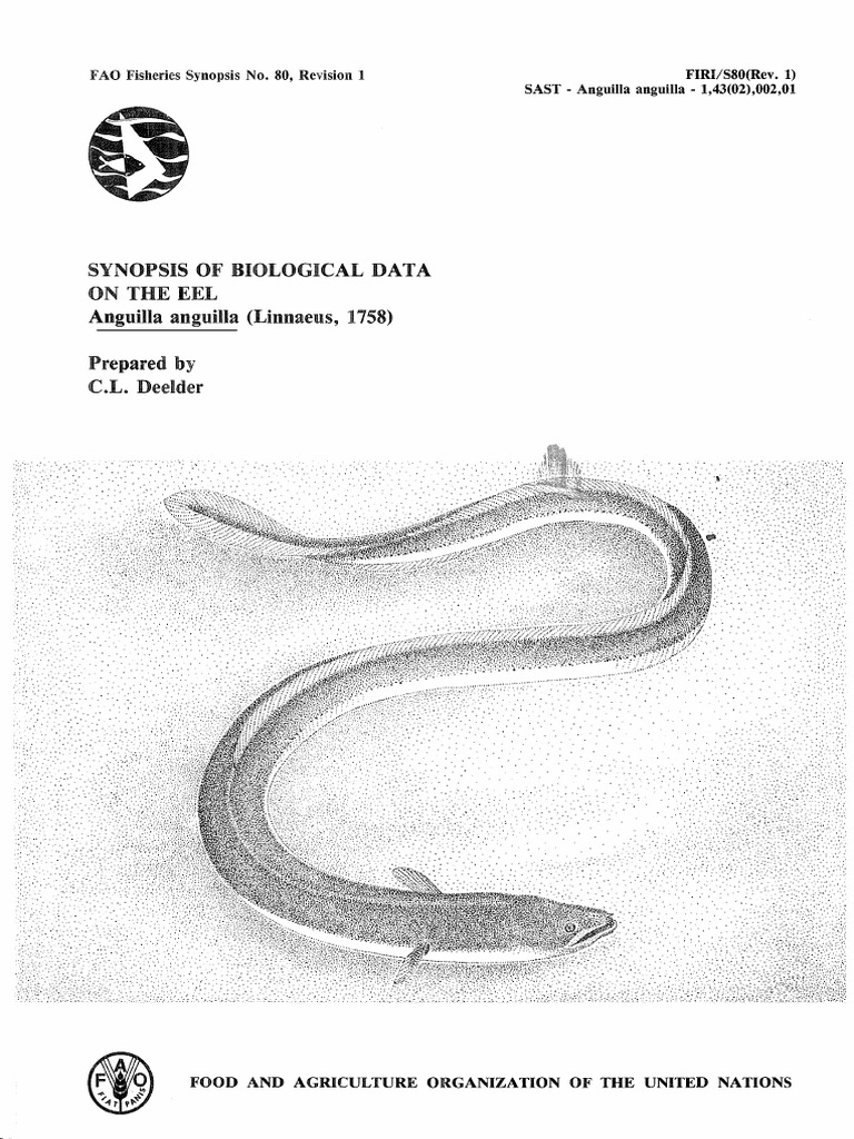 Biological Data of American Eel | PDF | Anatomical Terms Of Location