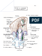 Orifices Lombaire