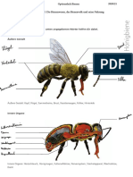 4GSN1 AB1 Bienenwesen