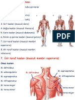 Ust Ve Alt Ekstiremite Kaslari