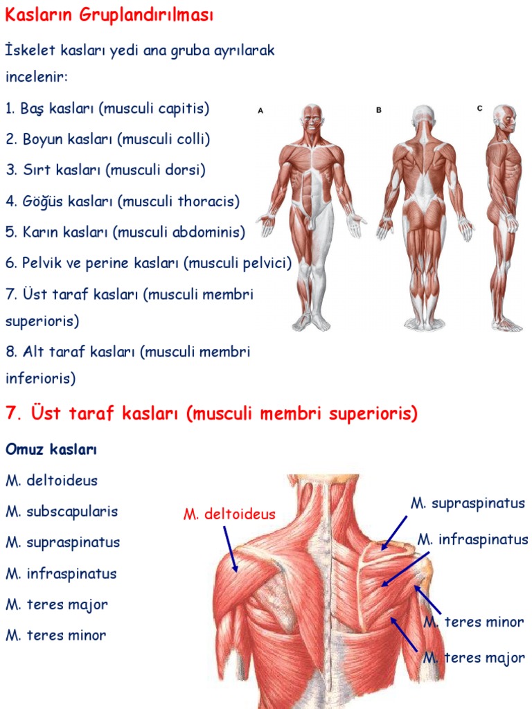 Ust Ve Alt Ekstiremite Kaslari | PDF