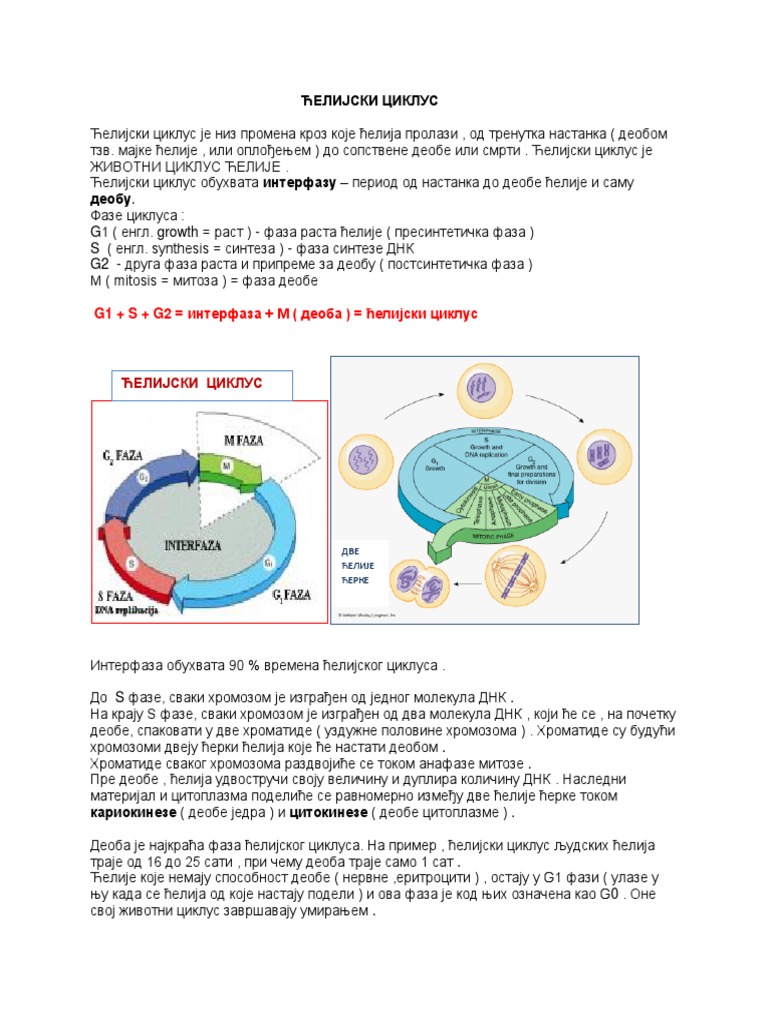 Mitoza I Mejoza Test Klasa 8 Mitoza I Mejoza | PDF