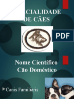 Características e curiosidades sobre cães domésticos e selvagens