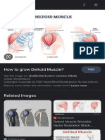 deltoid muscle - Google Search