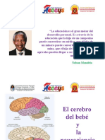 El Cerebro Del Bebé y La Neurociencia