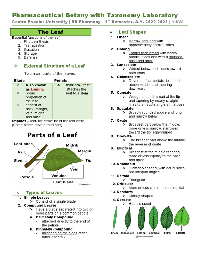 Leaf Structure and Functions Overview | PDF | Flowers | Leaf