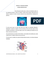 Sistema Cardiovascular