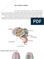 Roteiro de Neuroanatomia1