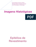 Imagens Histologicas - CB