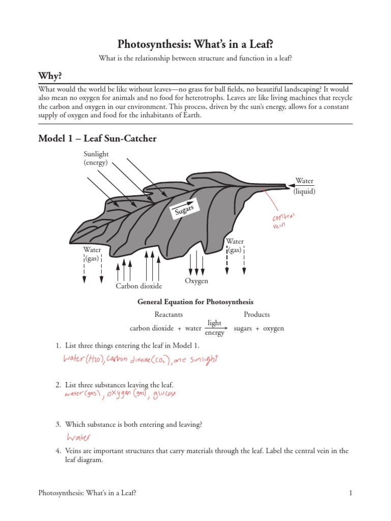 Photosynthesis-What&rsquo;s in A Leaf | PDF | Leaf | Stoma