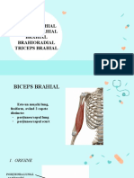 Membrul Superior Tonifiere Musculară