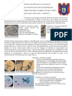 Identificación Cladosporium y Penicillium