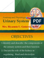 Urinary System