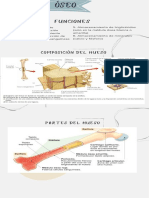 Sistema Óseo 
