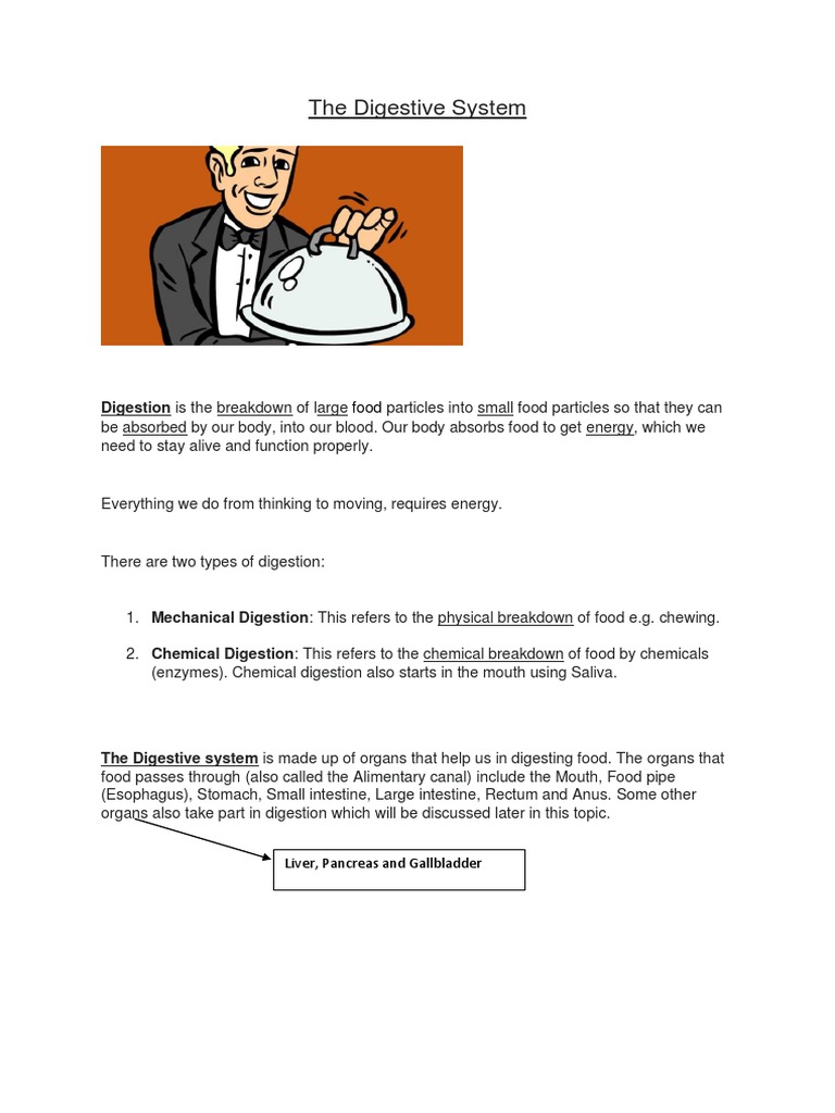 Digestive System Notes | PDF | Digestion | Small Intestine