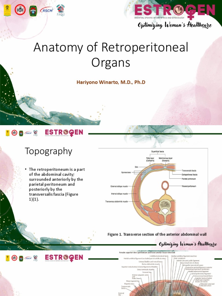 Anatomy of Retroperitoneal Organs | PDF | Pelvis | Peritoneum