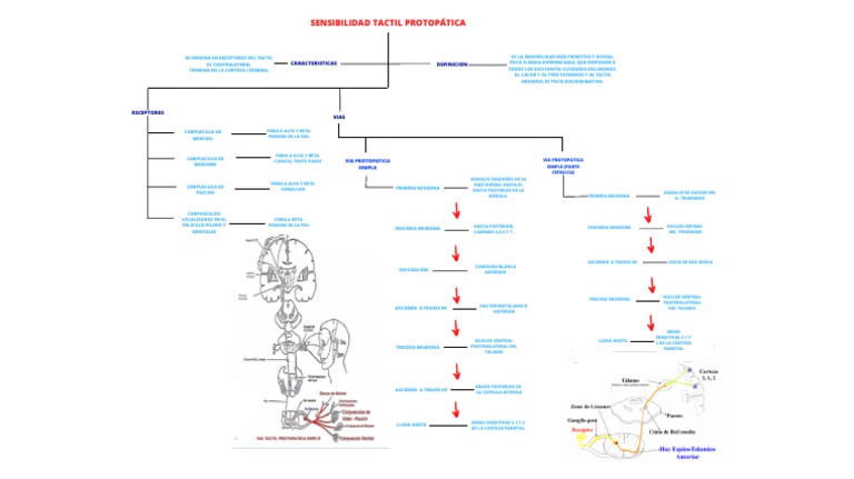 Sensibilidad Táctil Protopática | PDF | Tálamo | Cerebro