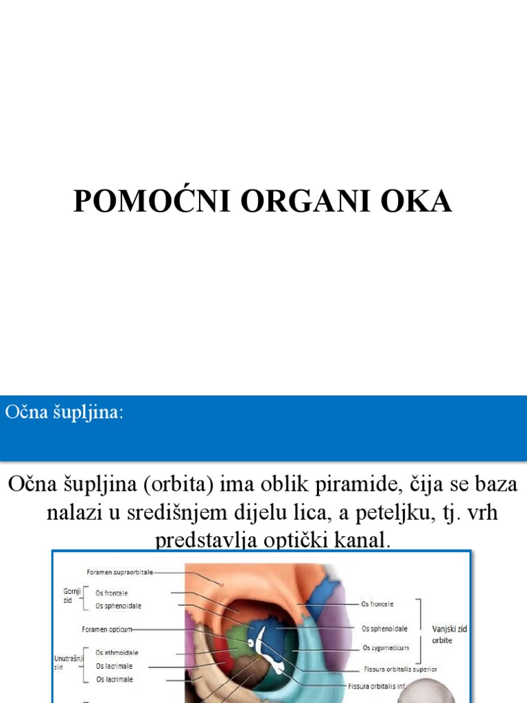 Predavanje Broj 4 - Pomoćni Organi Oka | PDF