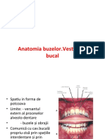 4 - Anatomia Buzelor. Vestibulul Bucal