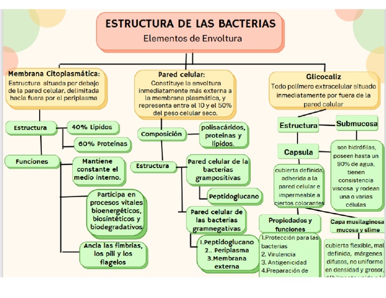 Estructura de Las Bacterias | PDF