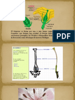 La Flor 2015 (Sección 7 I.a.) - Continuación