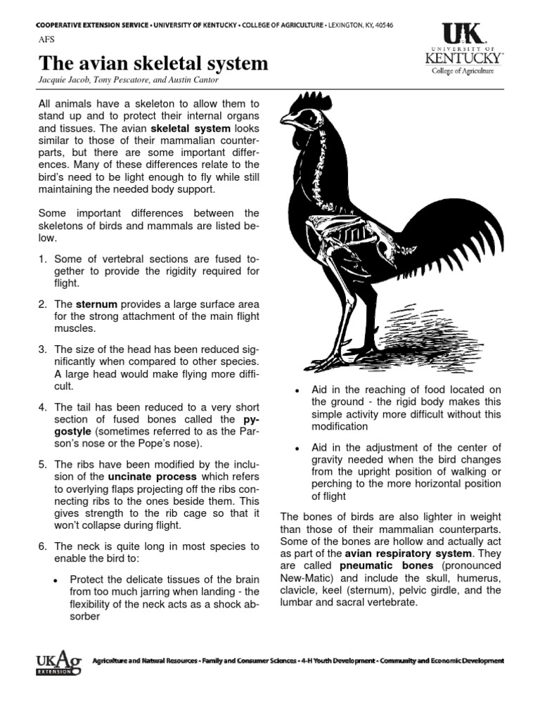 Anatomy Skeletal Chicken | Skeleton | Musculoskeletal System