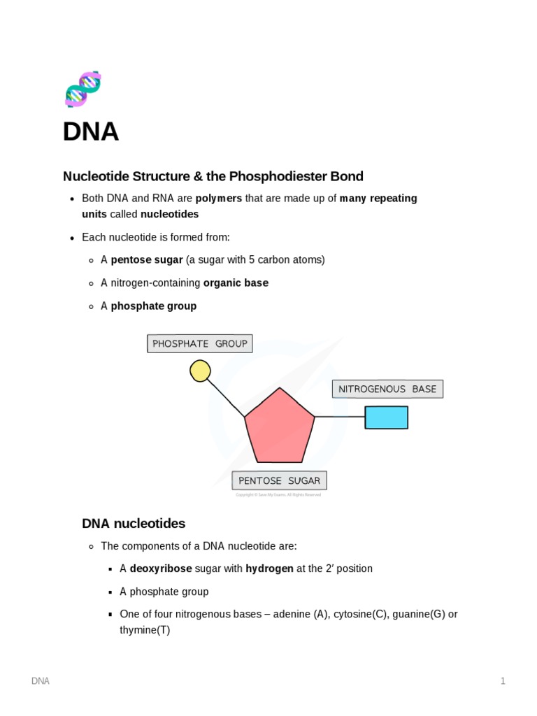 DNA Structure Notes | PDF | Dna | Nucleotides