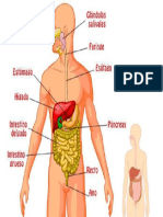 Sistema Digestivo Organos Partes E1519305560492