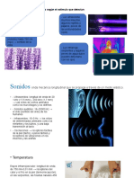 5 Órganos Sensoriales