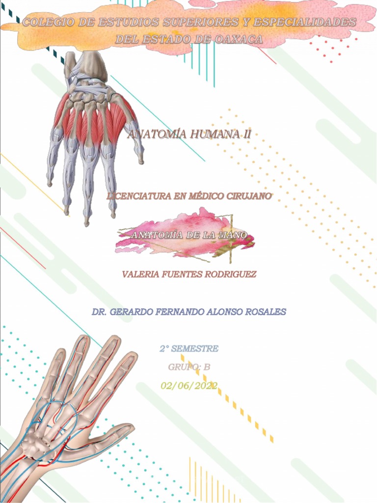 ANATOMÍA DE LA MANO | PDF | Mano | Sistema musculoesquelético