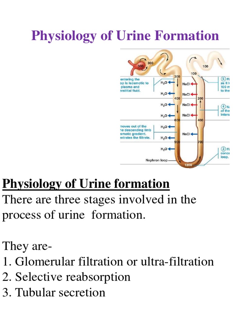 Urine Formation Pdf Kidney Abdomen