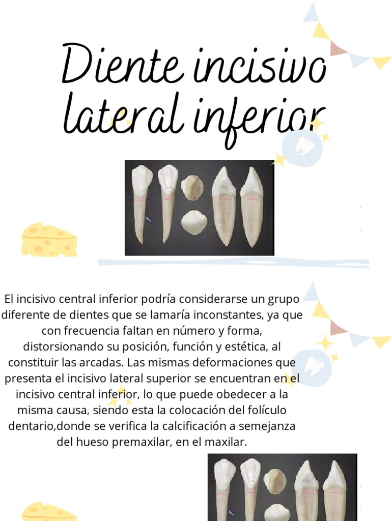 Diente Insicivo Lateral Inferior | PDF | Diente | Boca